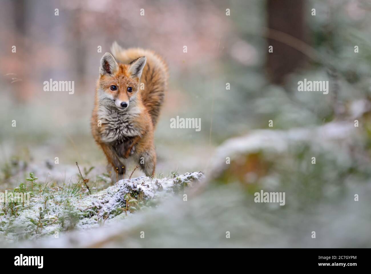 Red Fox - Vulpes vulpes, carnivori belli in inverno dalle foreste europee, Repubblica Ceca. Foto Stock