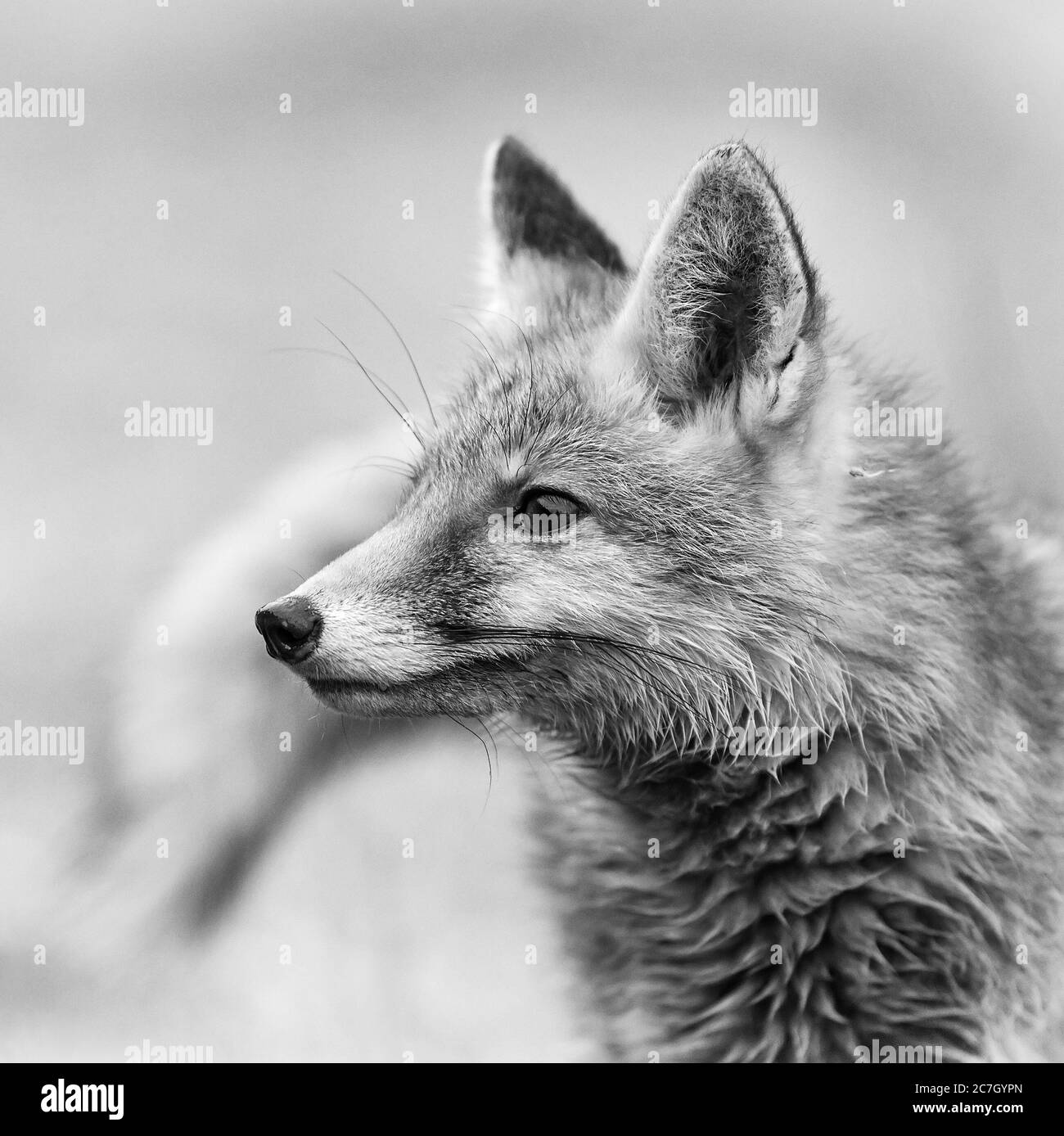 Red Fox - Vulpes vulpes, carnivori belli in inverno dalle foreste europee, Repubblica Ceca. Foto Stock