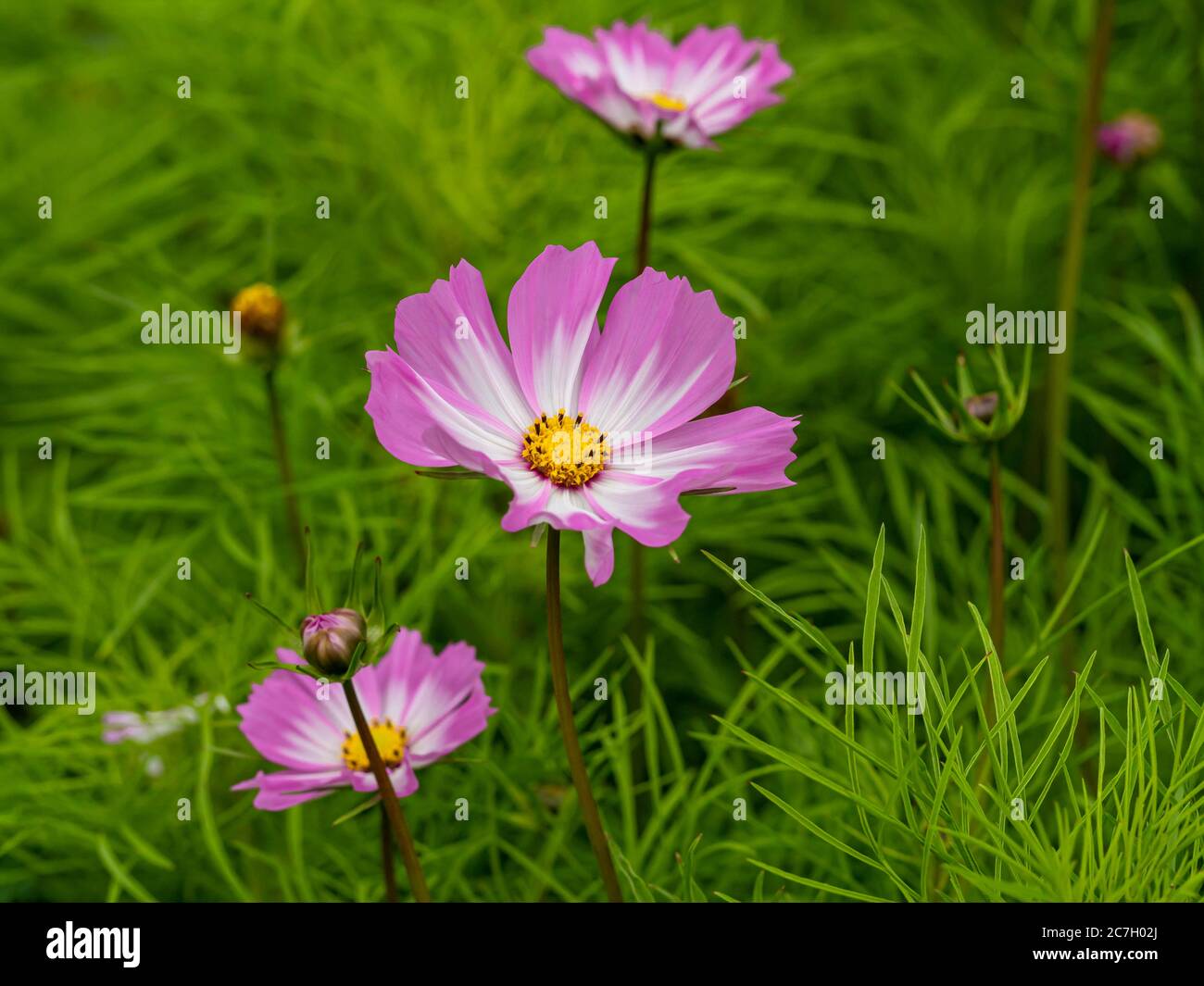 Fiori rosa e bianchi e gemme di Cosmos Candy Stripe in un giardino Foto Stock