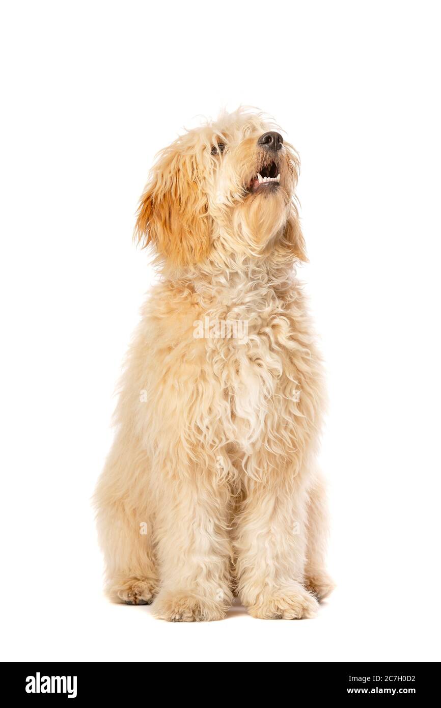 Doodle medio dorato davanti ad uno sfondo bianco Foto Stock