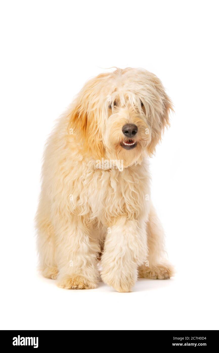 Doodle medio dorato davanti ad uno sfondo bianco Foto Stock
