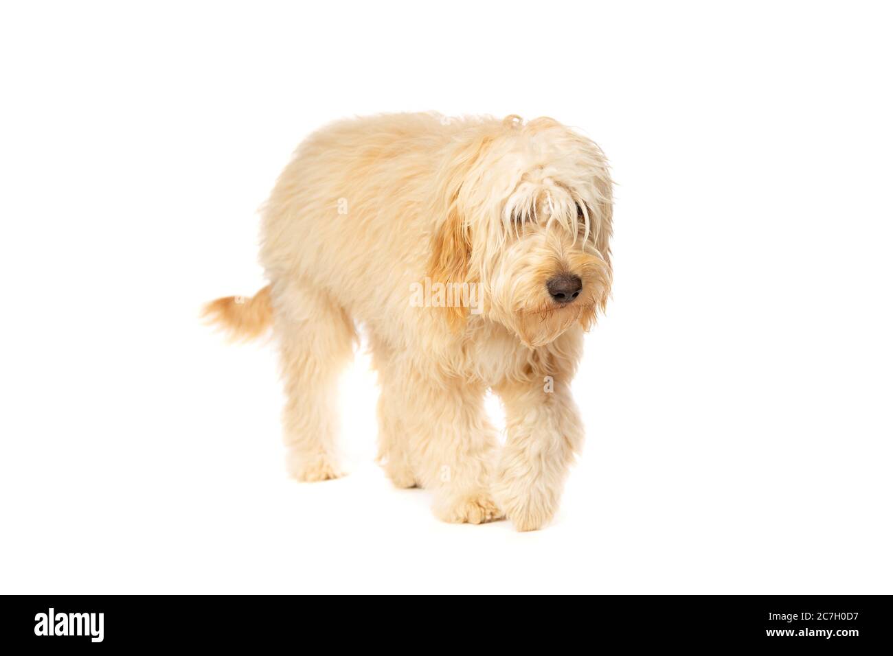 Doodle medio dorato davanti ad uno sfondo bianco Foto Stock