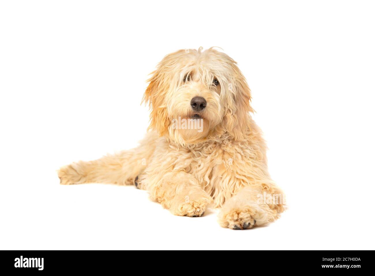 Doodle medio dorato davanti ad uno sfondo bianco Foto Stock