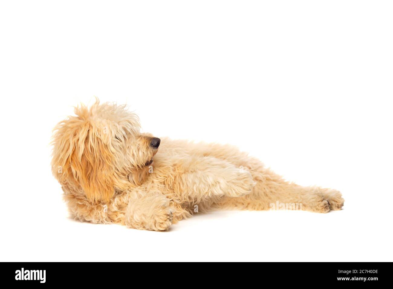 Doodle medio dorato davanti ad uno sfondo bianco Foto Stock