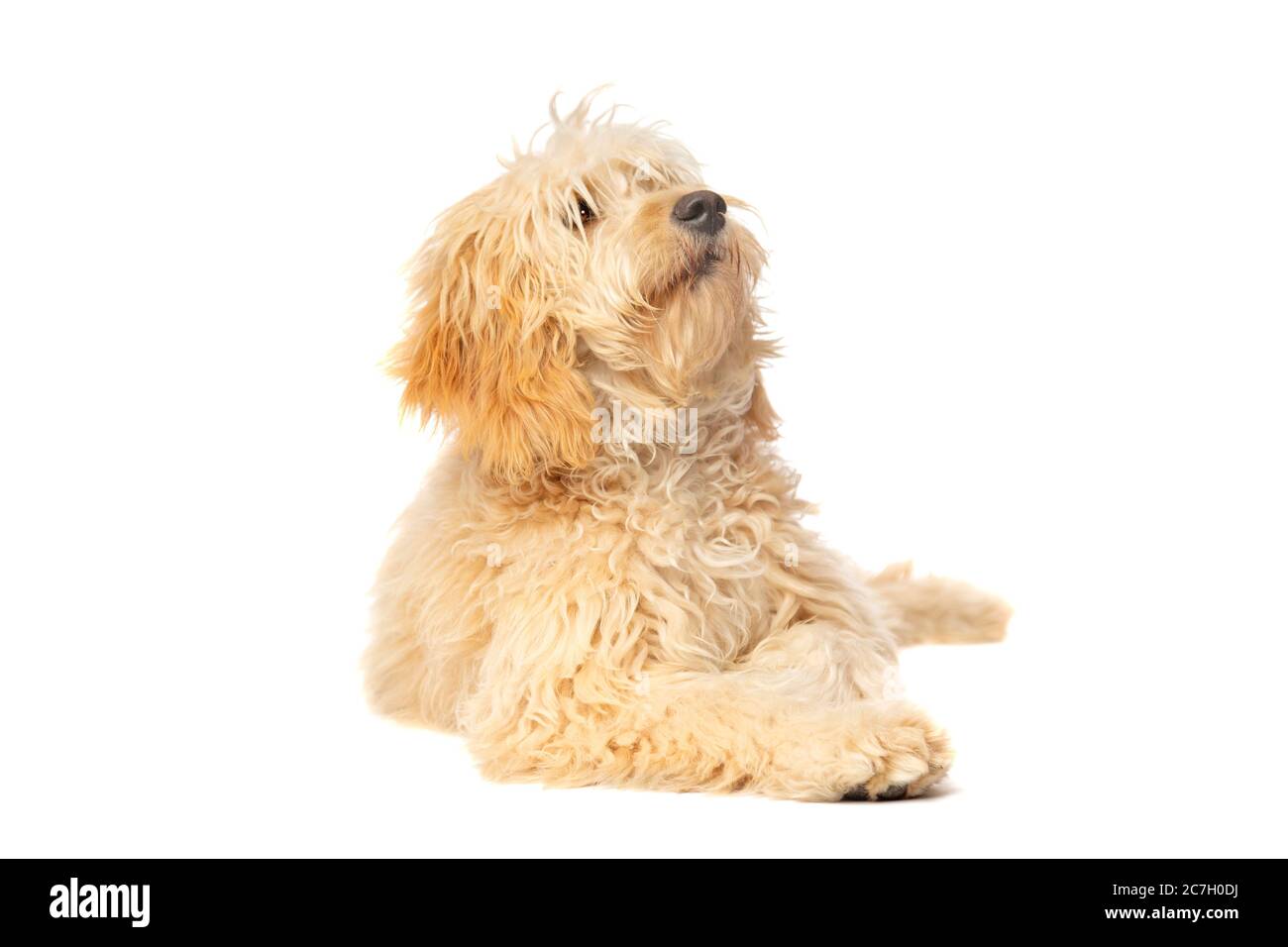 Doodle medio dorato davanti ad uno sfondo bianco Foto Stock