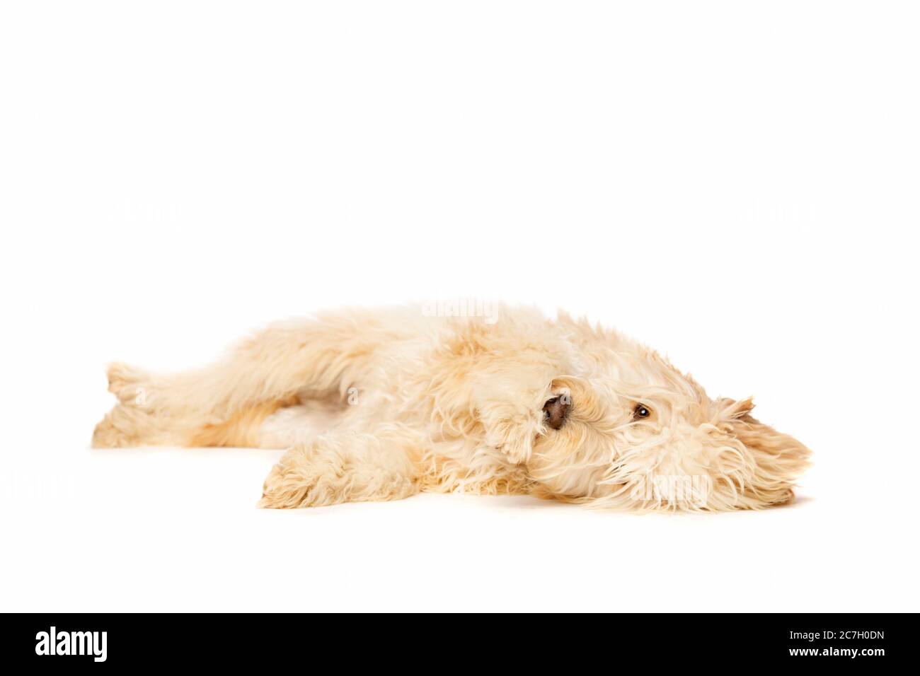 Doodle medio dorato davanti ad uno sfondo bianco Foto Stock