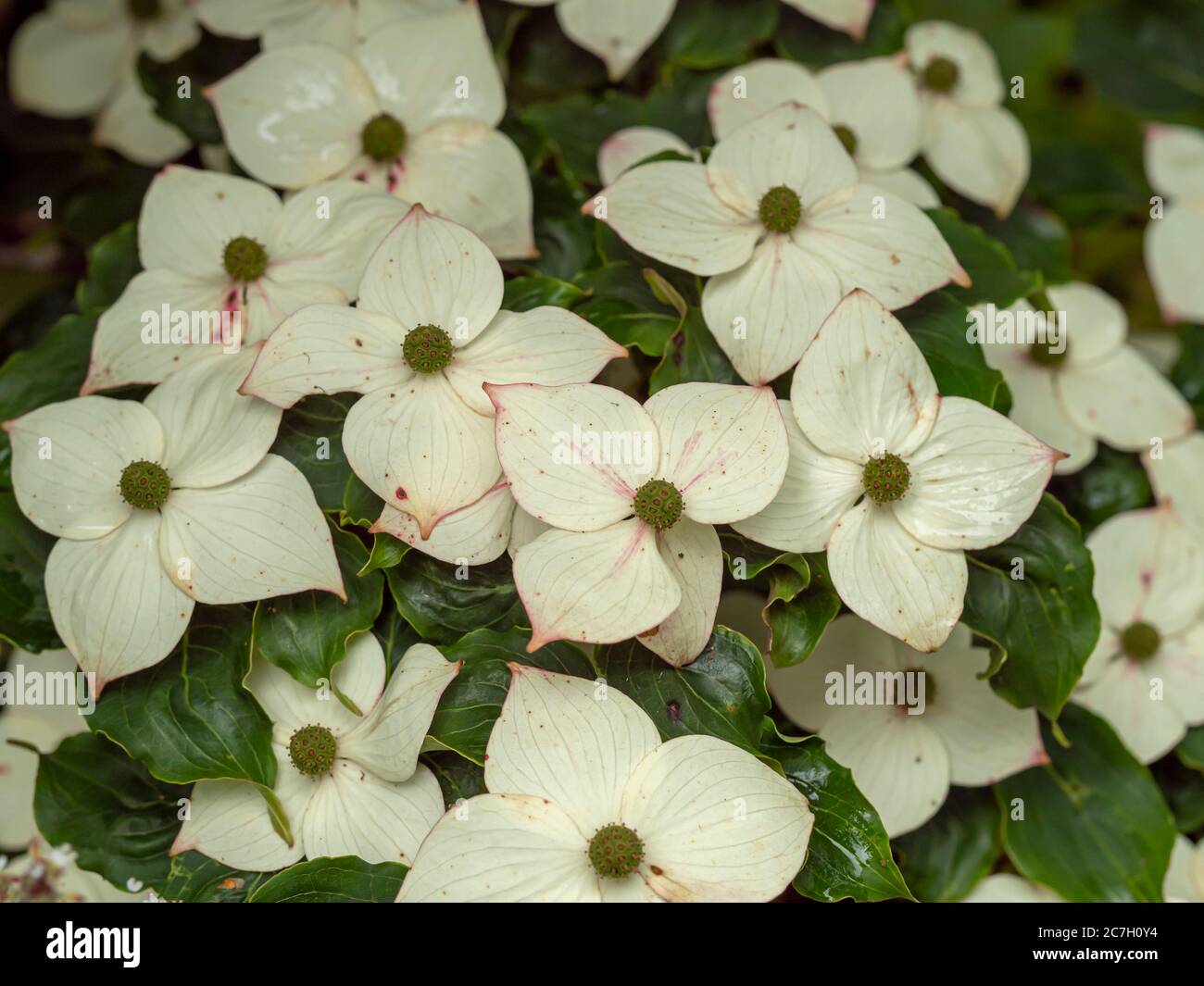 Primo piano dei fiori bianchi su un arbusto di legno di dogolo Cornus kousa Foto Stock