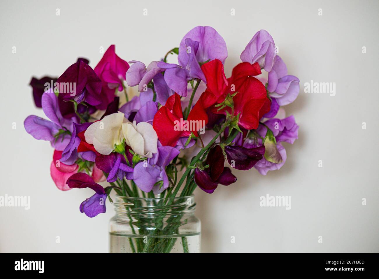 Spencer ondulato Metti i fiori di pisello dolci (Lathyrus odoratus) in un vaso Foto Stock