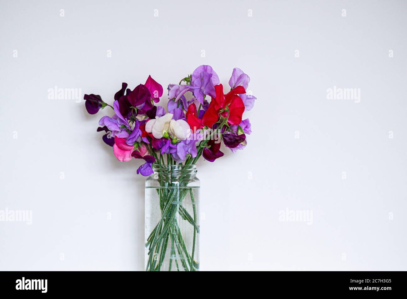 Spencer ondulato Metti i fiori di pisello dolci (Lathyrus odoratus) in un vaso Foto Stock