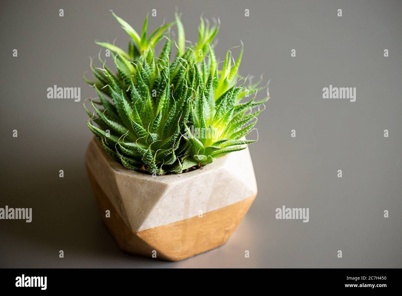 Un aloe di merletto (Aristaloe aristata) cresciuto all'interno come pianta di casa Foto Stock