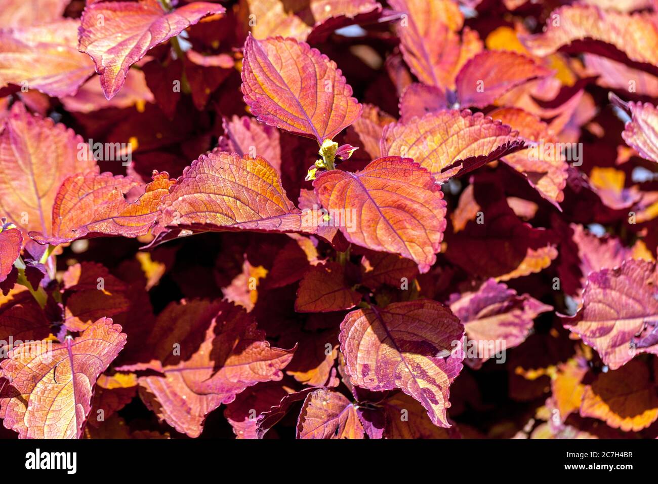 Foglie decorative di Coleus rosso Foto Stock