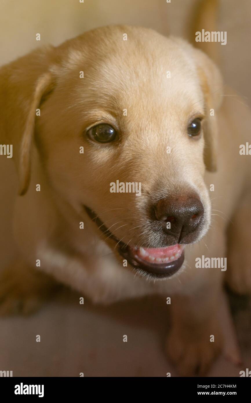 LABRADOR RETRIEVER CUCCIOLO ALLA RICERCA DI UNA SORPRESA Foto Stock
