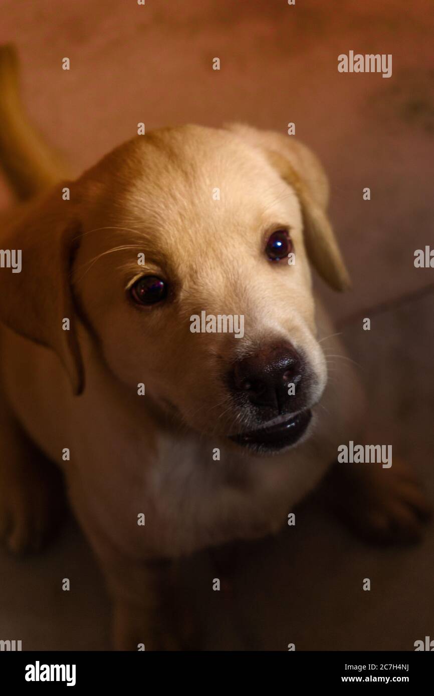 LABRADOR RETRIEVER CUCCIOLO ALLA RICERCA DI UNA SORPRESA Foto Stock
