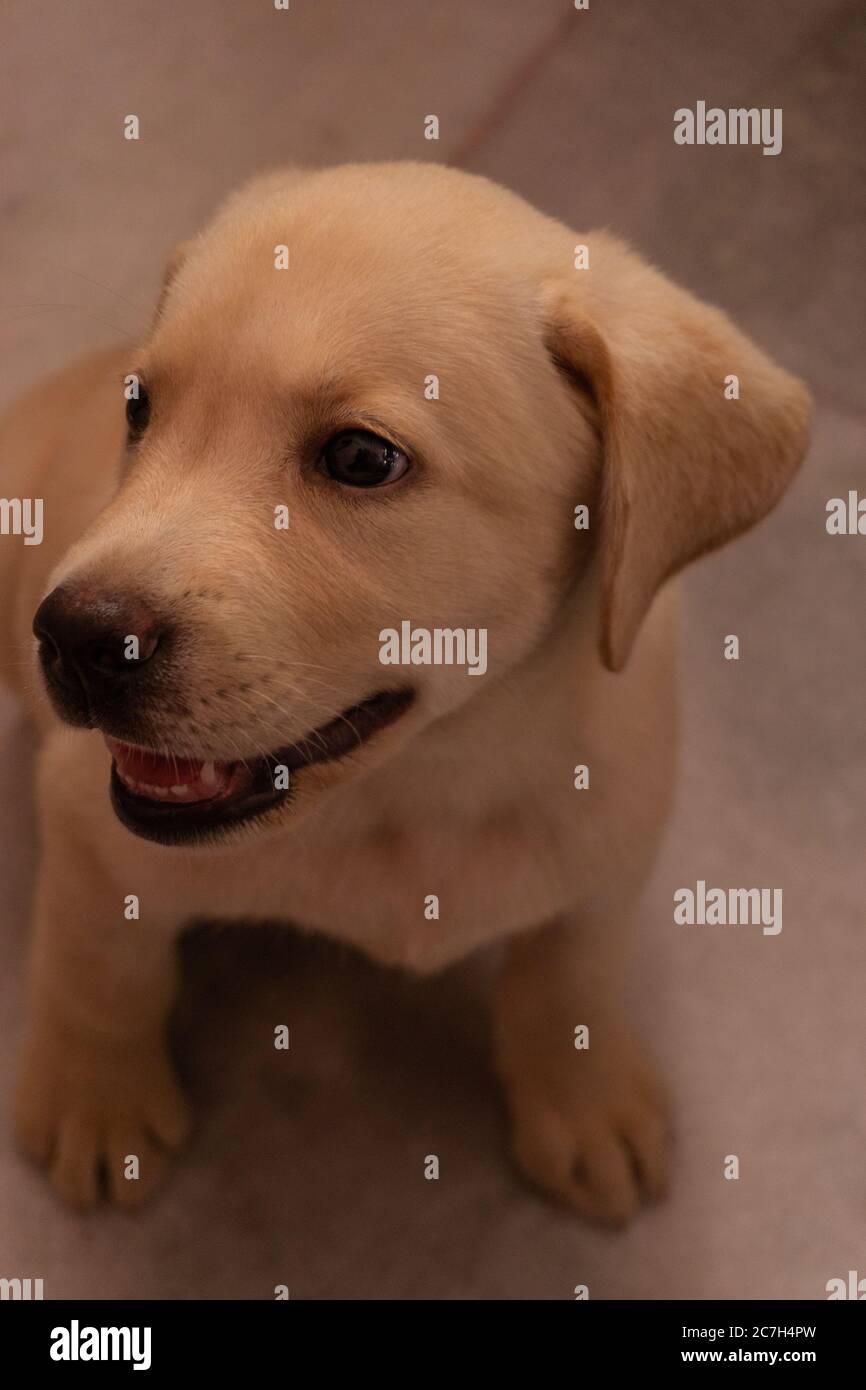 LABRADOR RETRIEVER CUCCIOLO ALLA RICERCA DI UNA SORPRESA Foto Stock