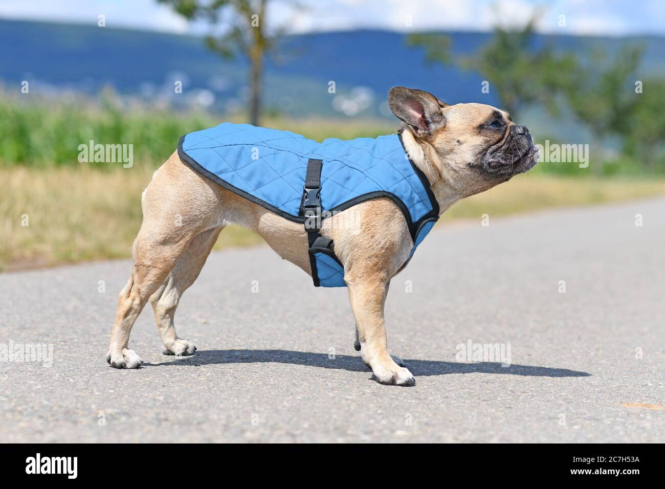 Francese Bulldog cane indossare gilet di raffreddamento imbracatura per abbassare la temperatura del corpo in caldo giorno d'estate Foto Stock