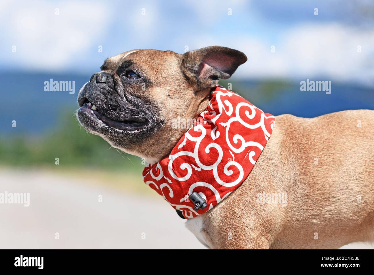 Il cane Bulldog francese indossa un collare di raffreddamento per abbassare la temperatura corporea nelle calde giornate estive Foto Stock