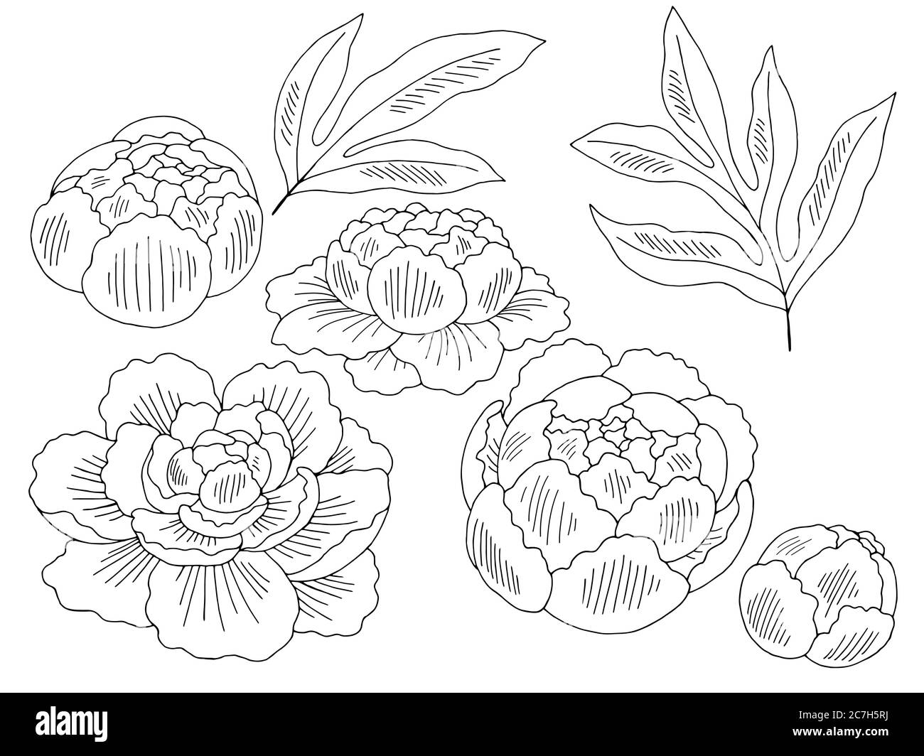 Fiore di peonia grafica nero bianco isolato schizzo insieme illustrazione vettore Illustrazione Vettoriale