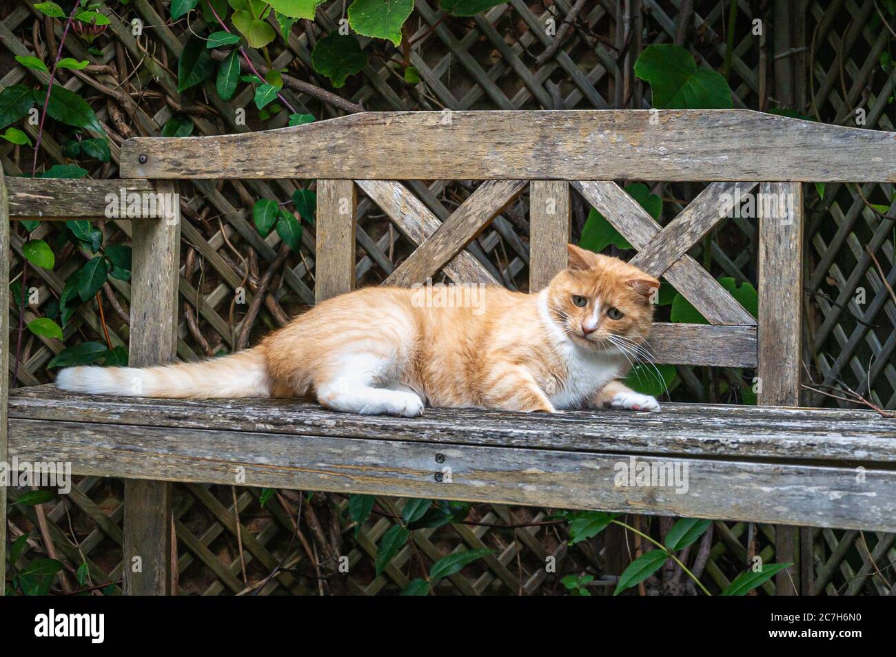 Gatto zenzero preoccupato con zenzero tra le ardesia di legno Foto Stock