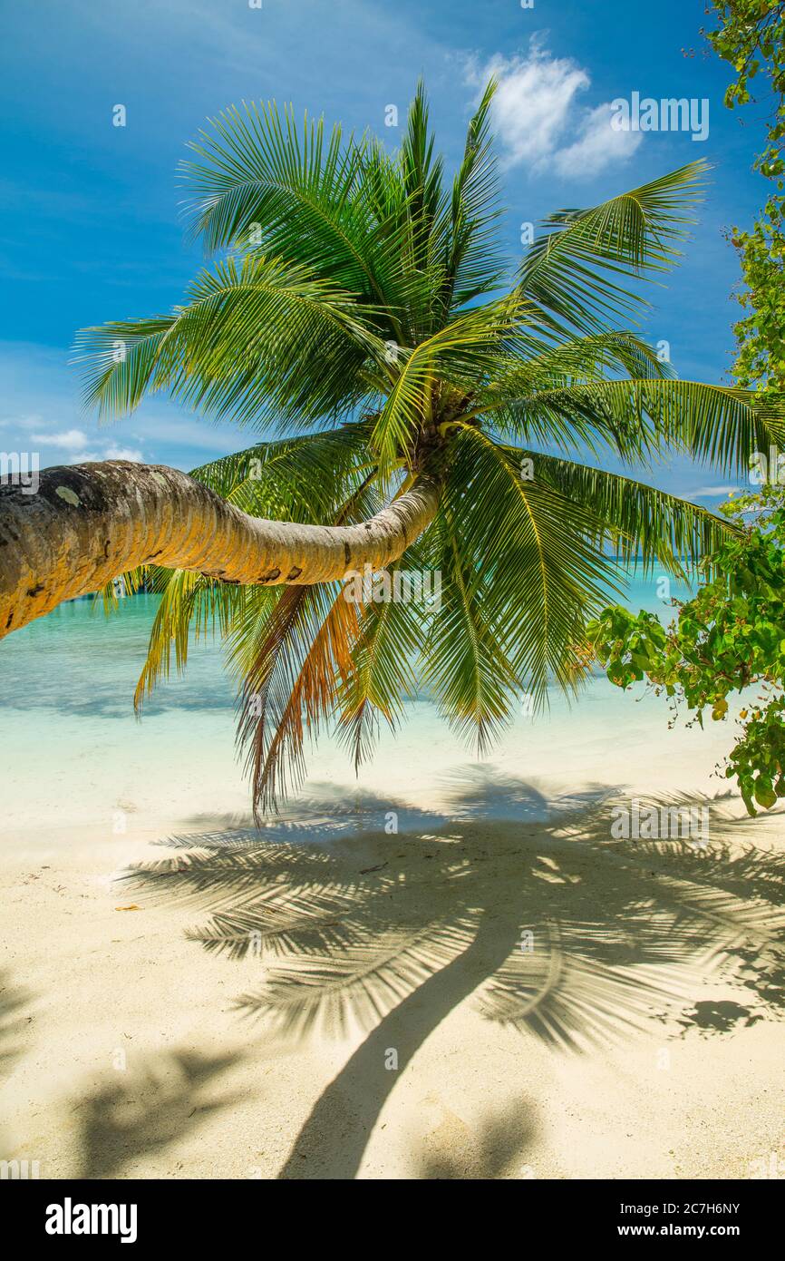Spiaggia di palme, Shangri-la Villingili Resort & Spa, Villingili, Maldive, Oceano Indiano Foto Stock