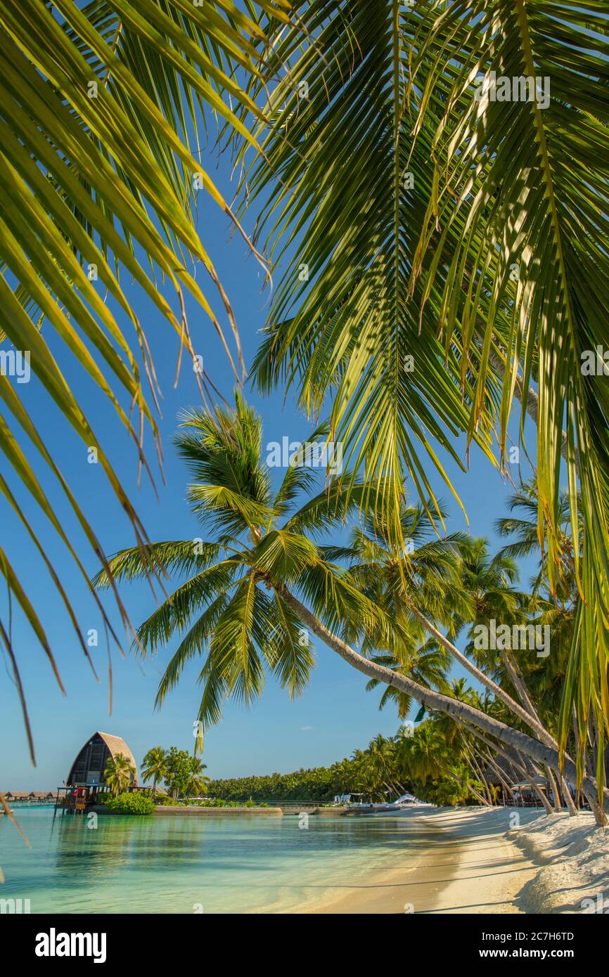 Spiaggia di palme, Shangri-la Villingili Resort & Spa, Villingili, Maldive, Oceano Indiano Foto Stock