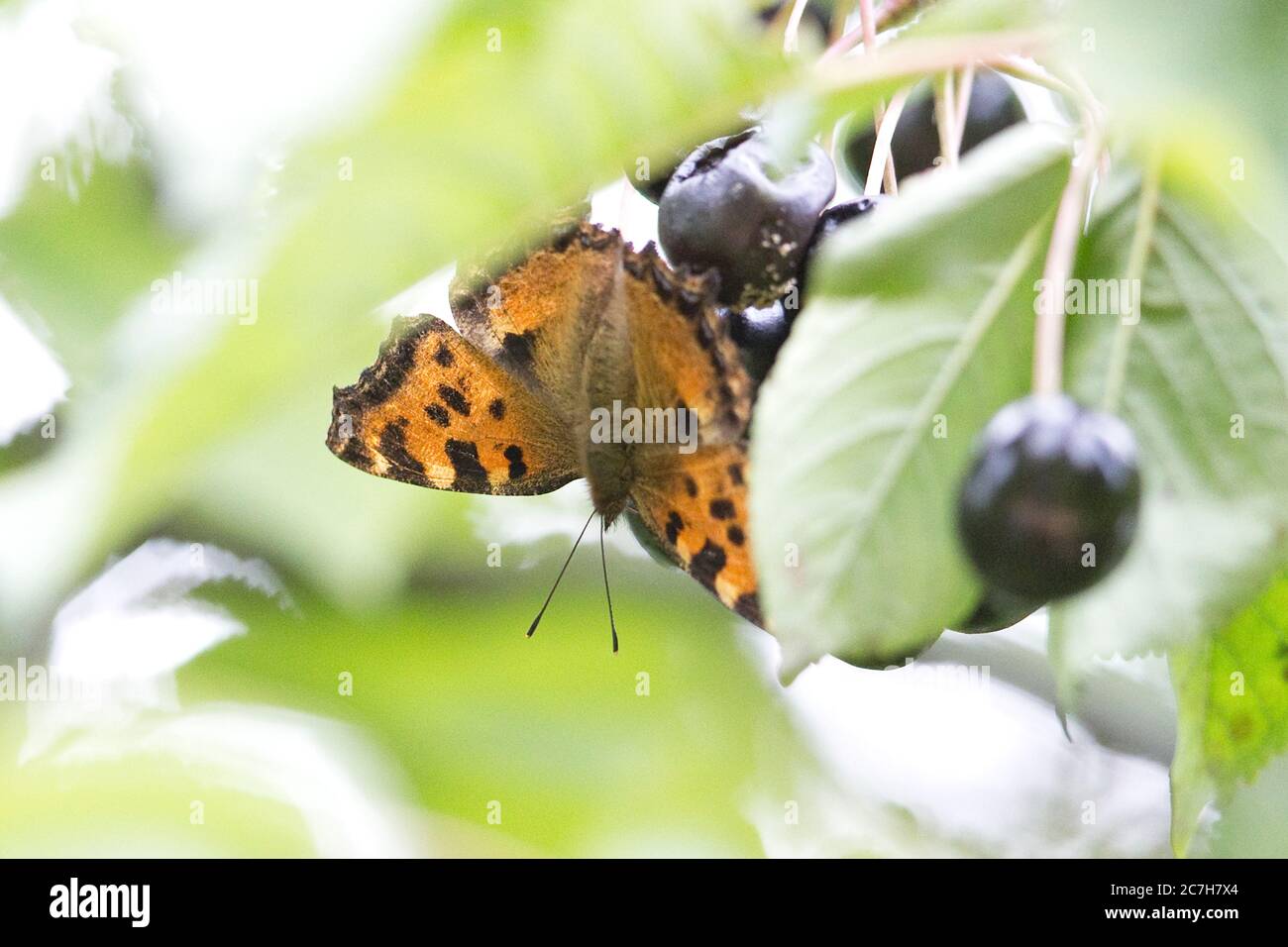 Grande tartaruga (Nymphalis polychloros) Foto Stock