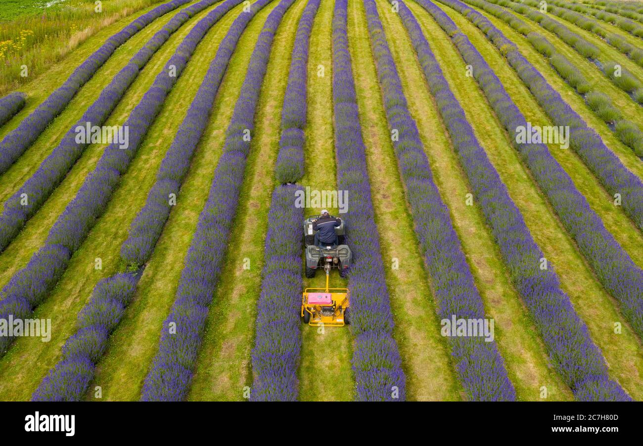 Perth & Kinross, Scozia, Regno Unito. 17 luglio 2020. Immagini aeree di file di lavanda che crescono a Tarhill Farm vicino Kinross. L'azienda agricola è la sede della società scozzese di olio di lavanda. Nella foto, il contadino Michael Irwin taglia l'erba tra le file di lavanda Folgate. Iain Masterton/Alamy Live News Foto Stock