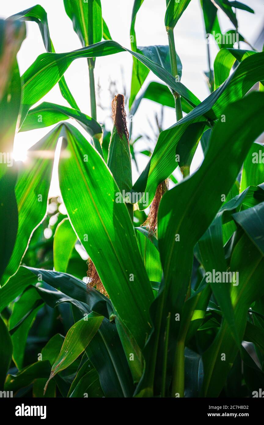 il mais verde cresce nel mio cortile di comodità nel tardo pomeriggio con luce solare calda. Foto Stock