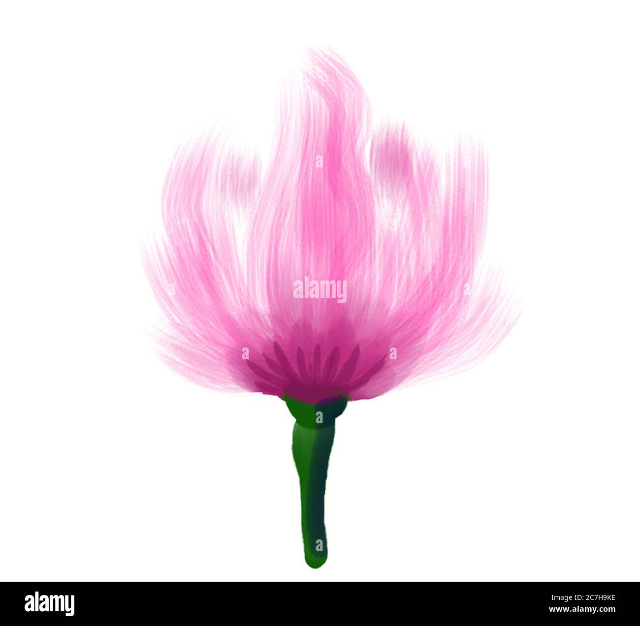 Motivo acquerello. Petalo di fiori rosa. Disegno acquerello. Fiori rosa Foto Stock