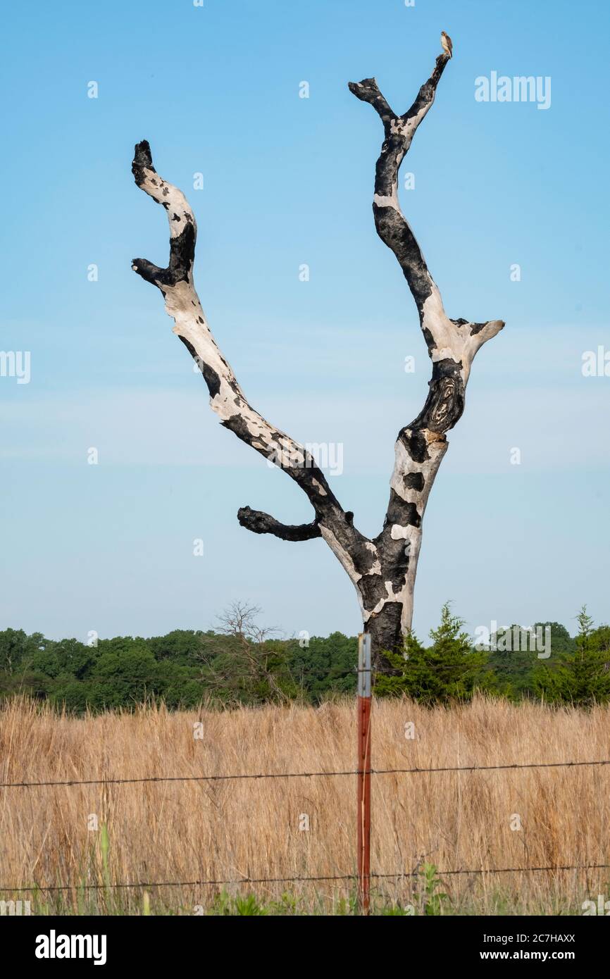 Un falco non identificato si trova in cima a un albero di cottonwood bruciato e scarso di fulmini situato nelle grandi pianure saline dell'Oklahoma, USA. Foto Stock
