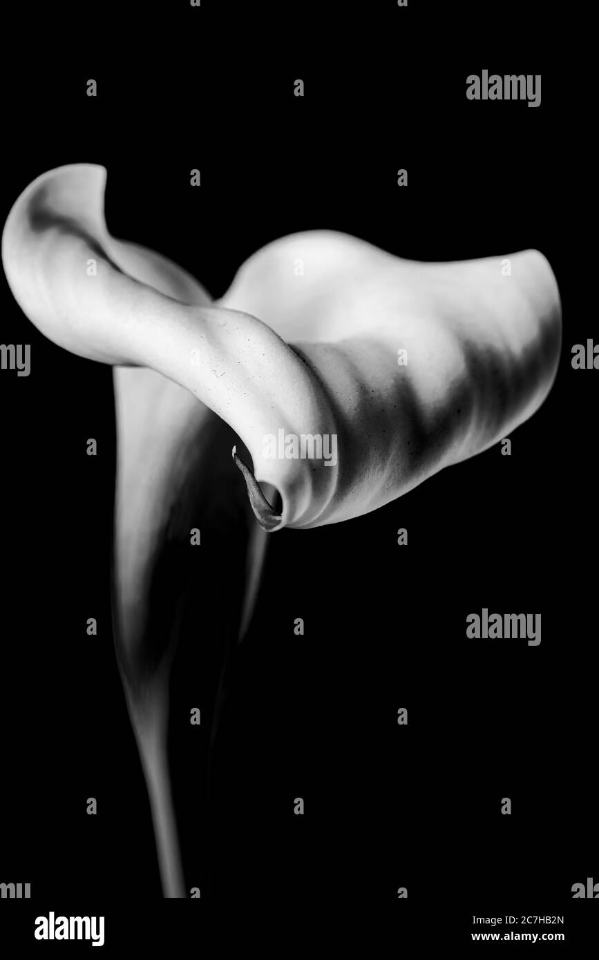 Primo piano verticale in scala di grigi di un fiore di giglio su un sfondo nero Foto Stock