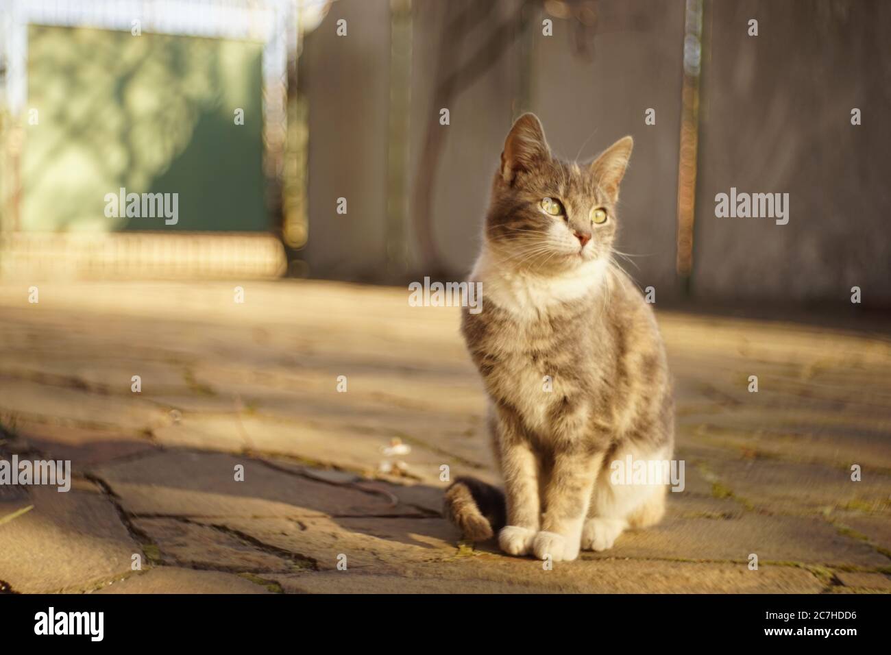 Gattino di cenere che riposa all'aperto in una giornata di sole Foto Stock