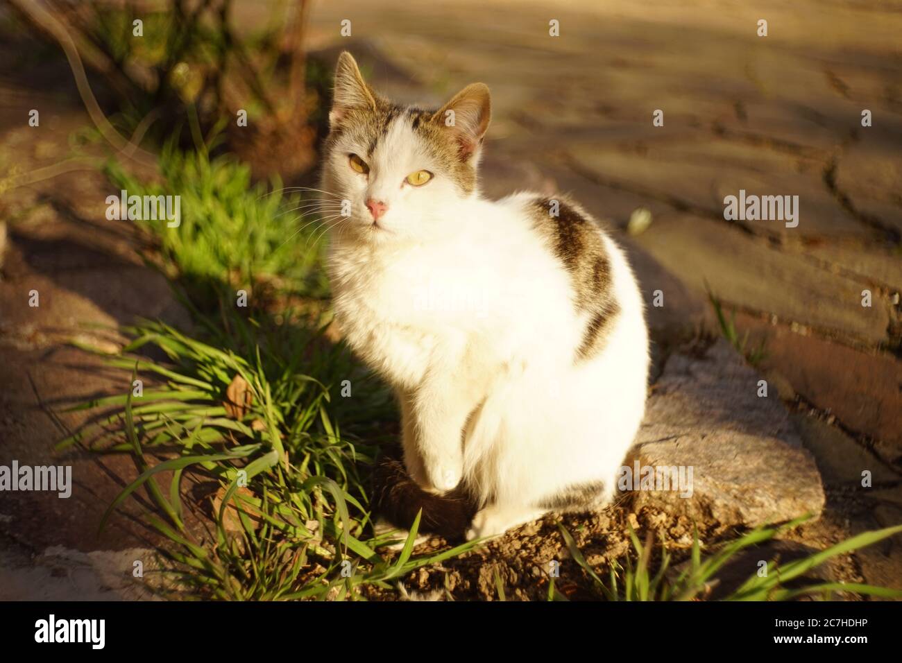 Bellissimo gatto bianco che riposa sulla strada tenendo una zampa. Estate giorno di sole. Foto Stock
