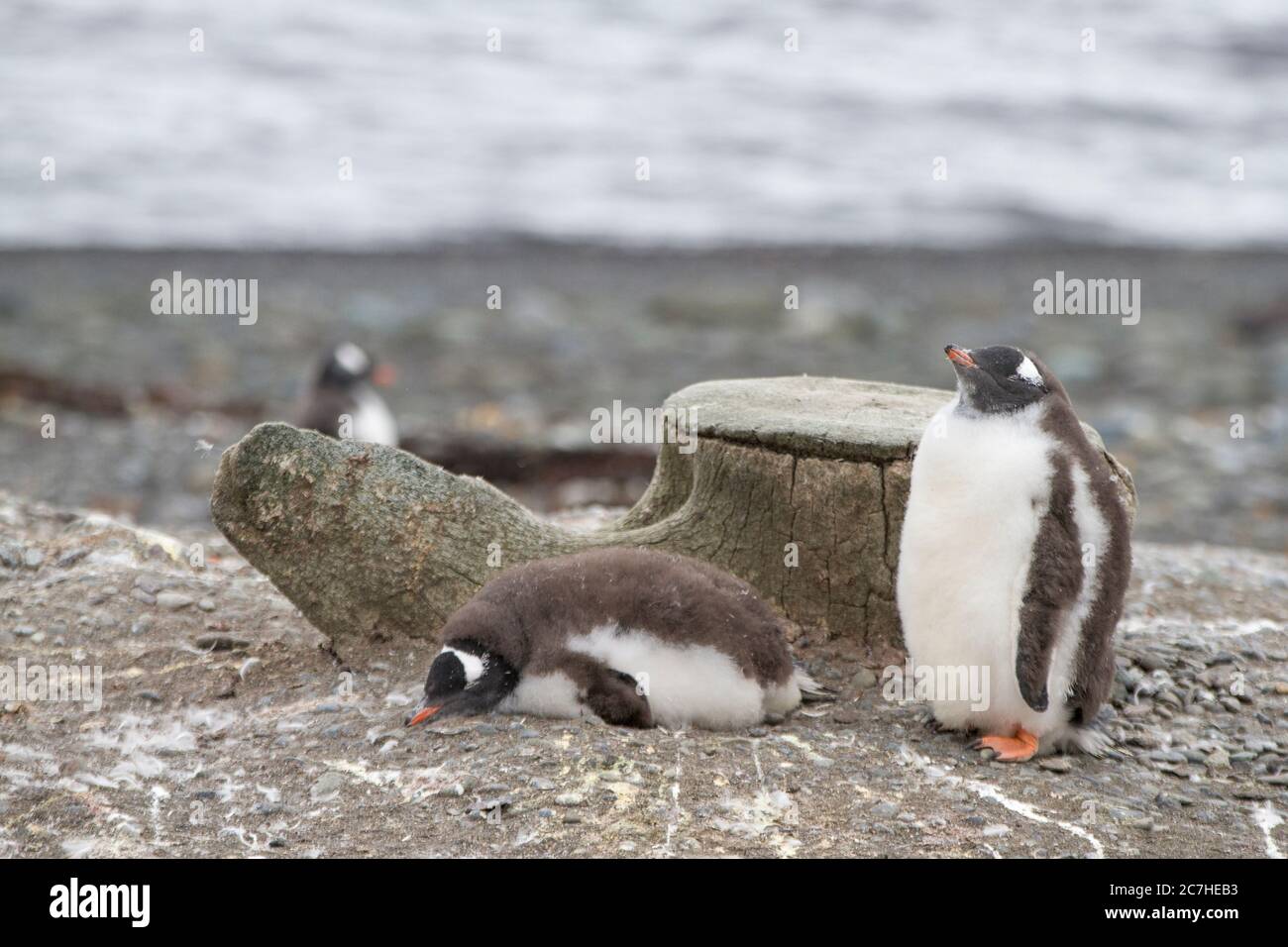 Pulcini pinguini gentoo in fuga; piume di chich in rovina; addormentato in attesa che i genitori portino cibo; nidificazione contro una vertebra balena; striature di guano Foto Stock