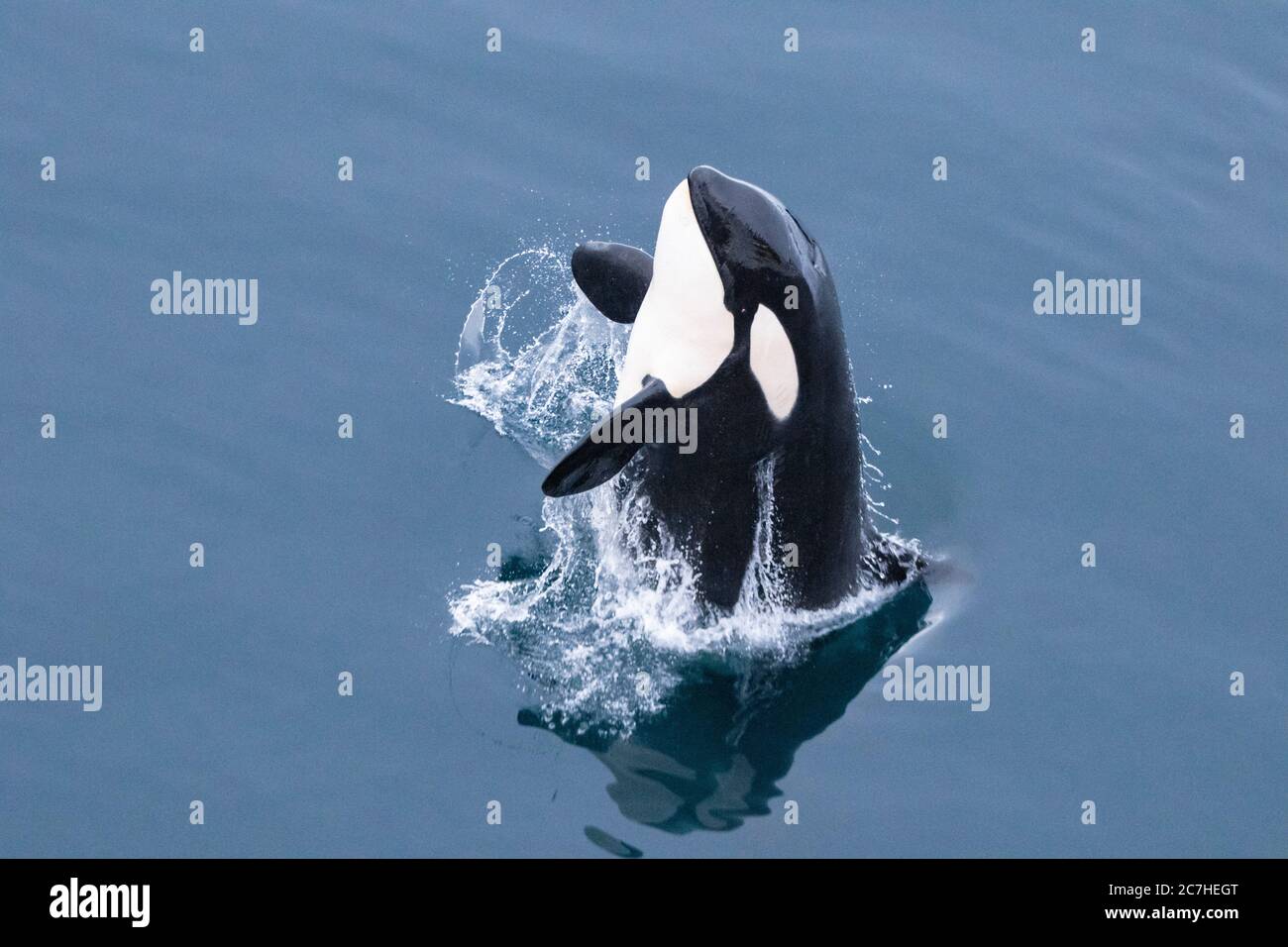 avvistamento di balene; risalita dal mare; pinne pettorali; modello bianco e nero; occhio visibile; riflesso su un mare calmo specchio; spruzzi c Foto Stock