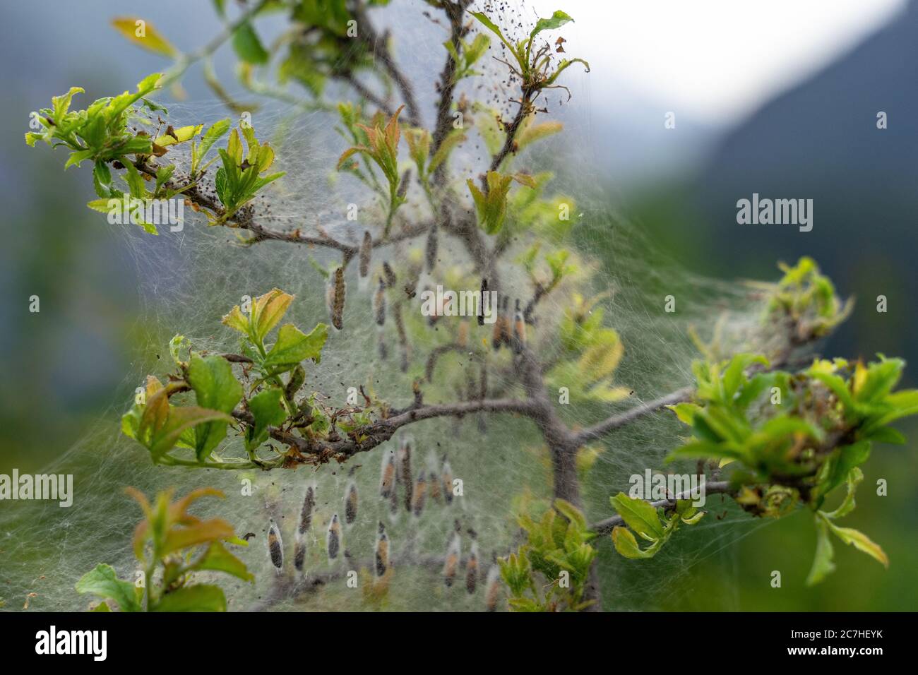 Europa, Austria, Tirolo, Alpi Ötztal, Ötztal, caterpille in bozzoli tra rami Foto Stock