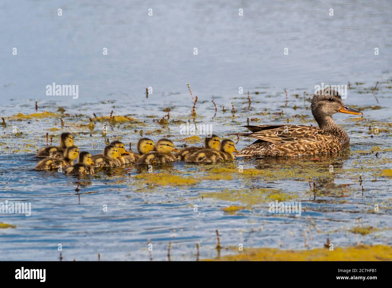 Femmina Mallard (Anas platyrhynchos) con Ducklings Foto Stock