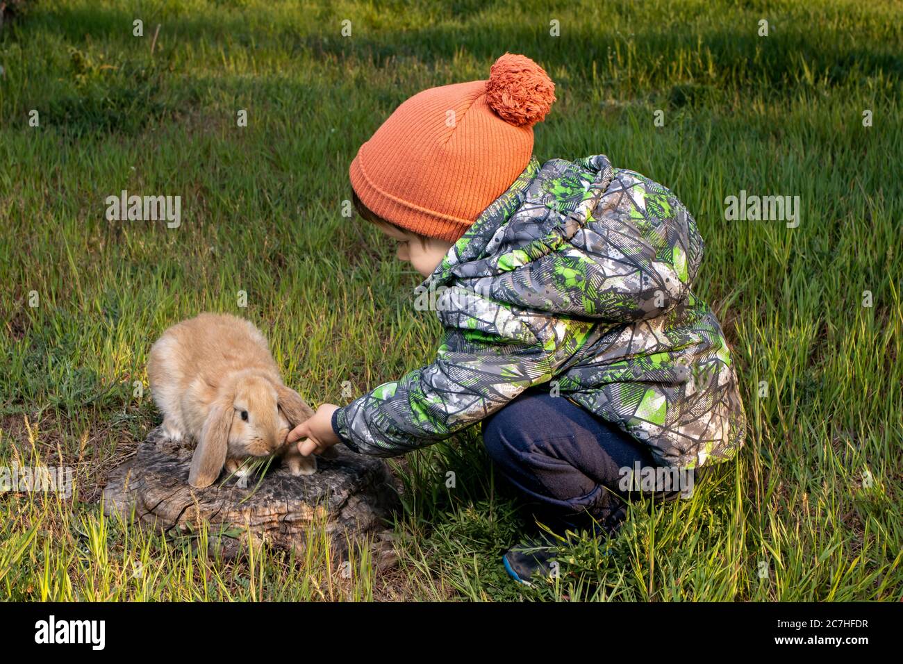 Un ragazzo gioca con un coniglio francese Lop sull'erba verde in primavera. Un piccolo coniglietto marrone, soffice e domestico con grandi orecchie. Foto Stock