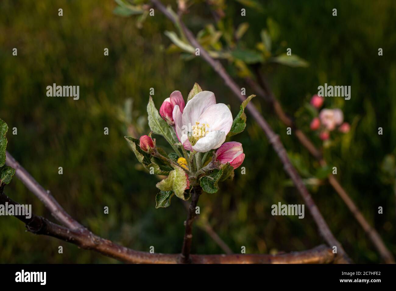 Fiore di mela. Fiori di melo nel giardino, fiori rosa di un albero da frutto. Foto Stock