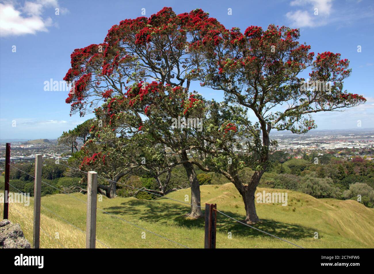 Albero di pohutukawa in fiore Metrosideros excelsa, albero di natale della Nuova Zelanda Foto Stock