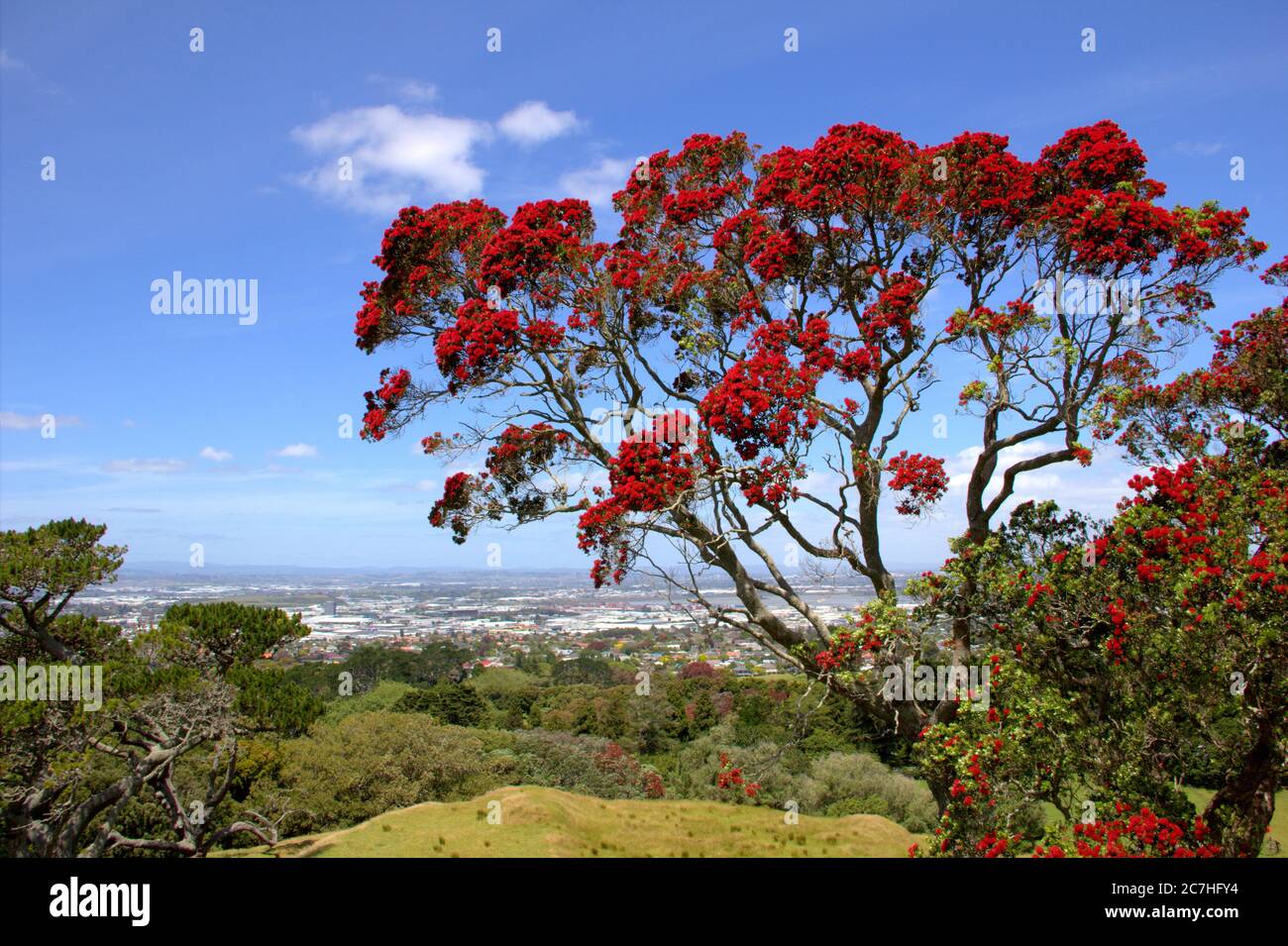 Albero di pohutukawa in fiore Metrosideros excelsa, albero di natale della Nuova Zelanda Foto Stock