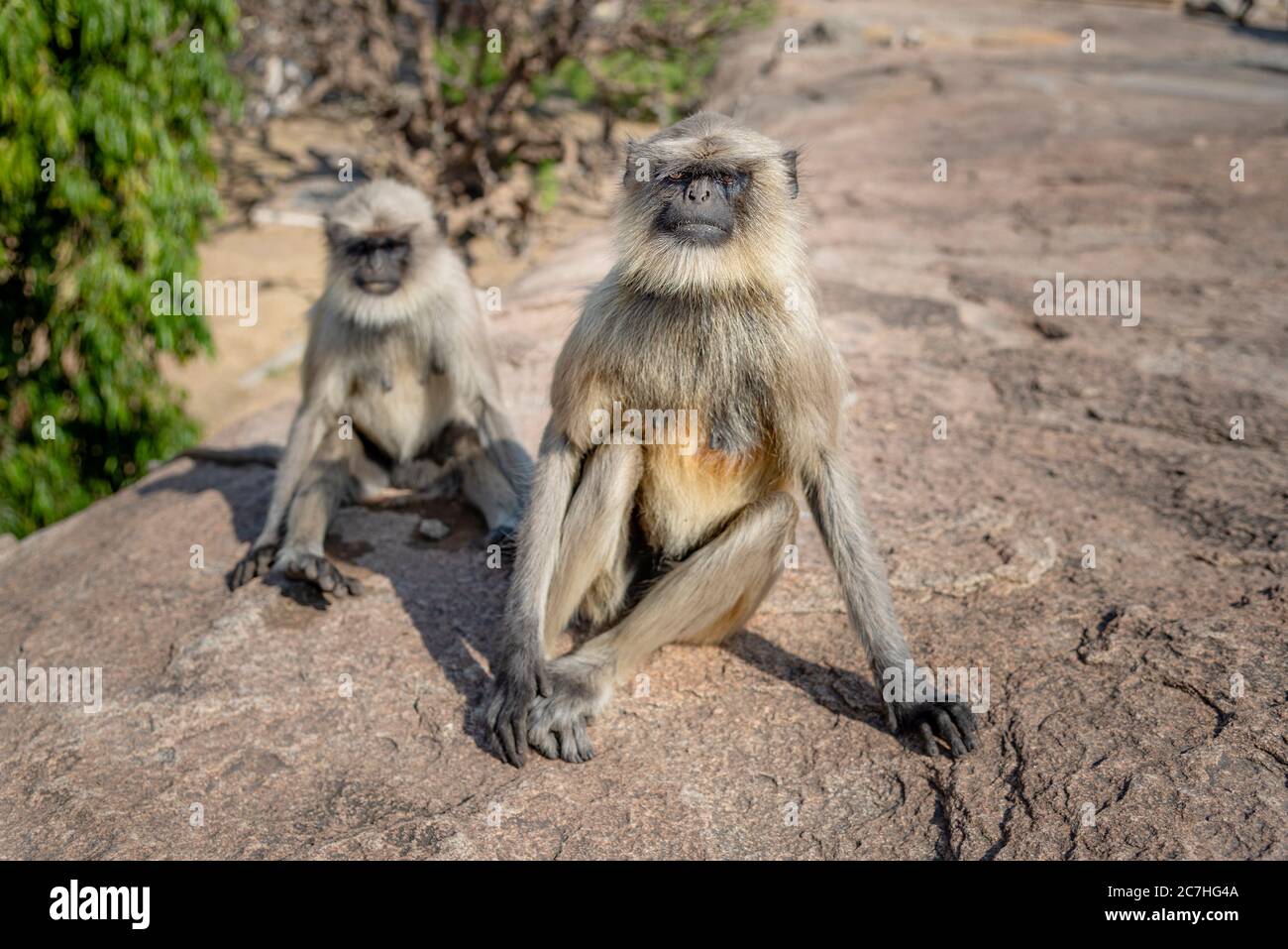 Due languri indiani su una roccia soleggiata Foto Stock