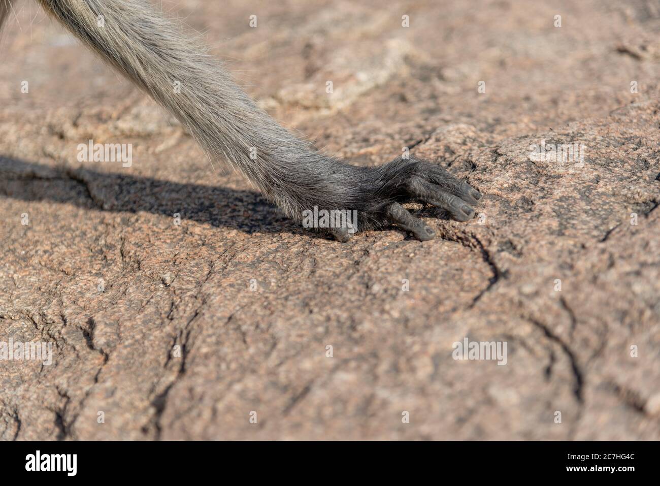 L'artiglio di Indian Langur sulla superficie rocciosa Foto Stock
