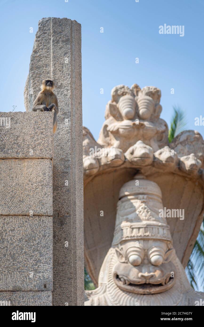 Scimmia di langur indiana accanto alla testa della statua animale Foto Stock Scimmia di langur indiana accanto alla testa della statua animale Foto Stock