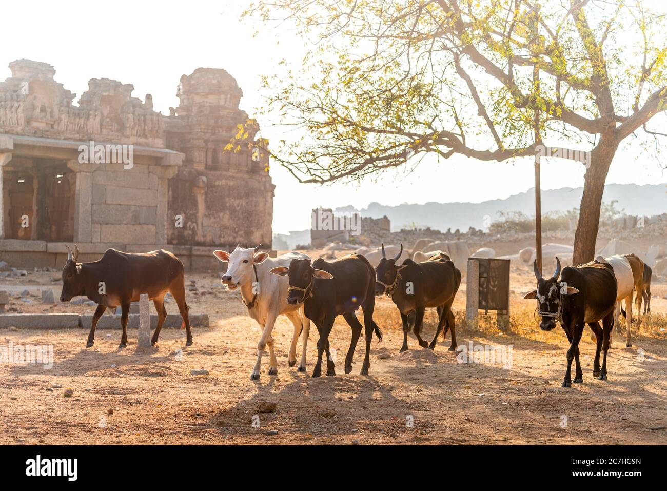 Le mucche indiane sono guidate attraverso un paesaggio asciutto Foto Stock