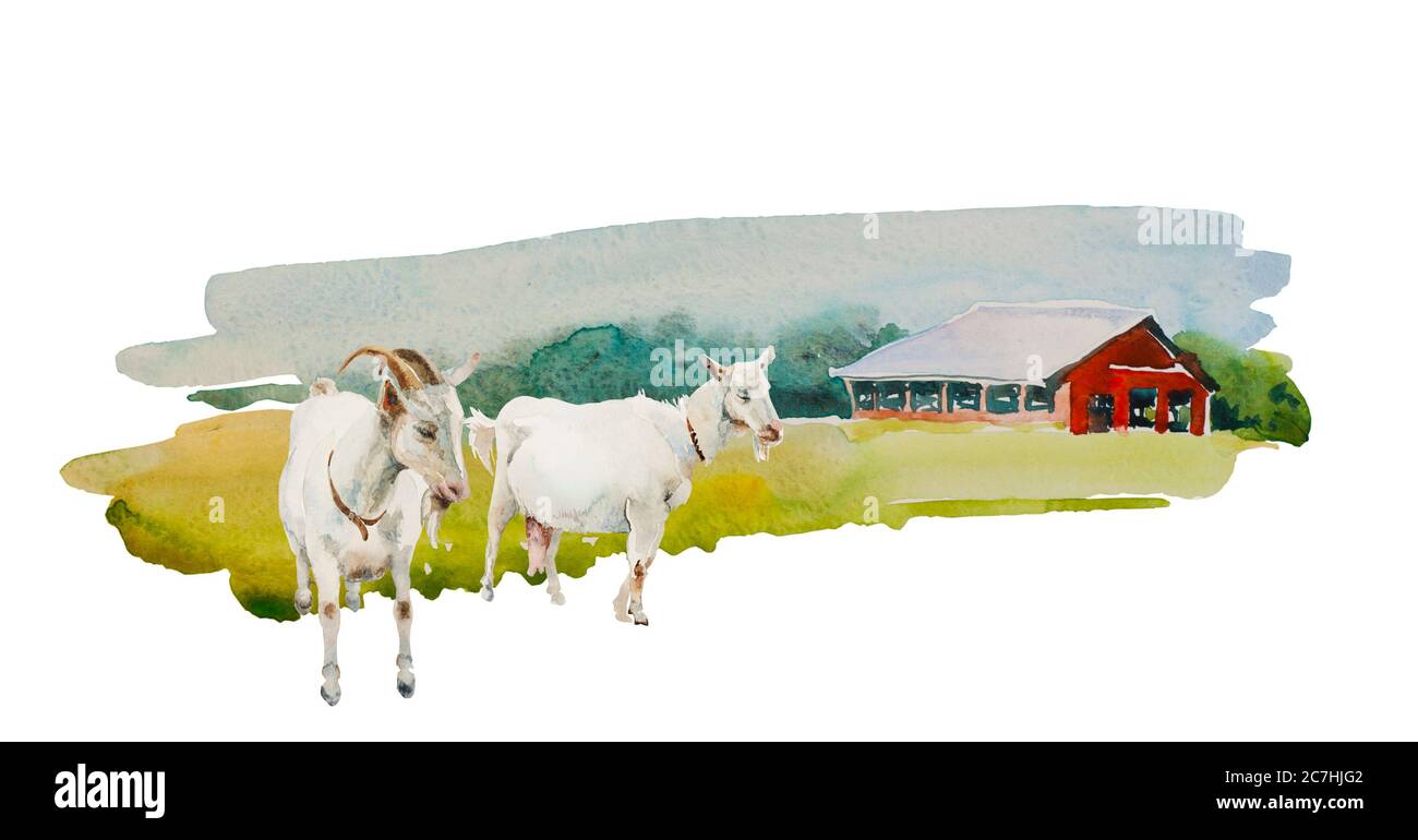 Due capre sul backgroung del fienile tradizionale della Fattoria Rossa. Originale semplice acquerello agricolo illustrazione rurale isolato su sfondo bianco Foto Stock