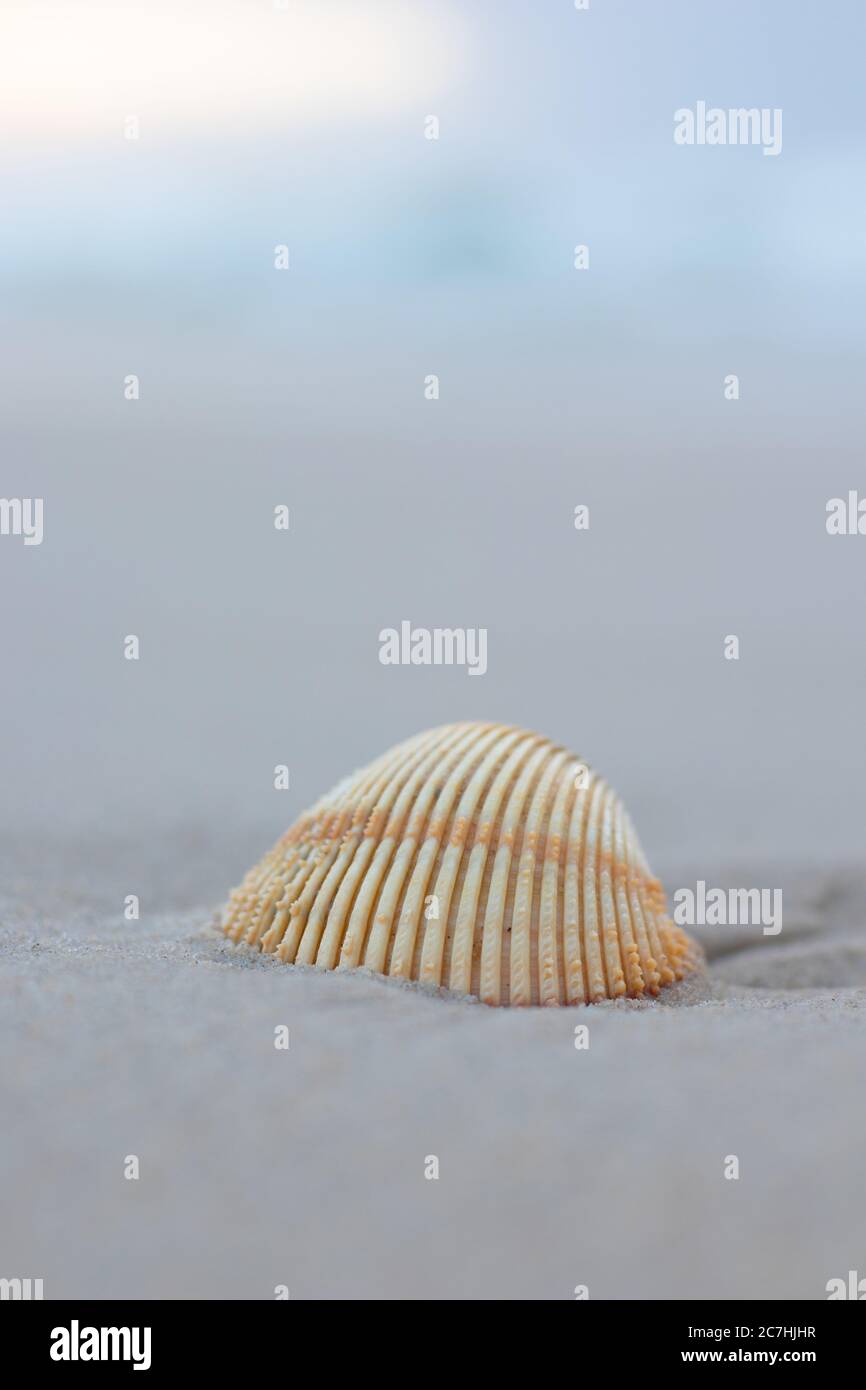 Colpo verticale di una conchiglia sulla sabbia con un sfondo sfocato Foto Stock