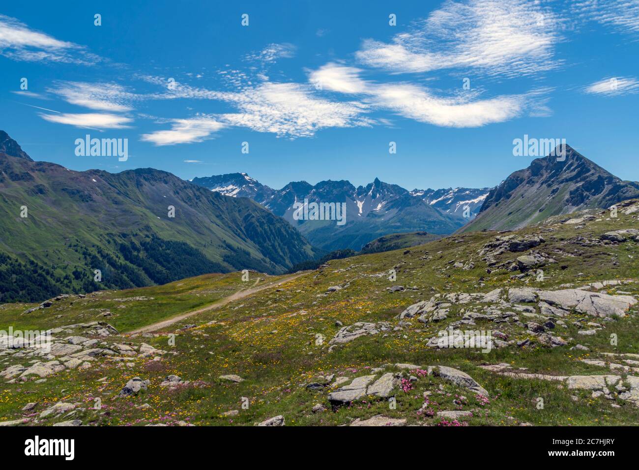 Colori della montagna. Panorama della catena delle Alpi al passo Bernina con prato colorato da piccoli fiori di montagna. Foto Stock