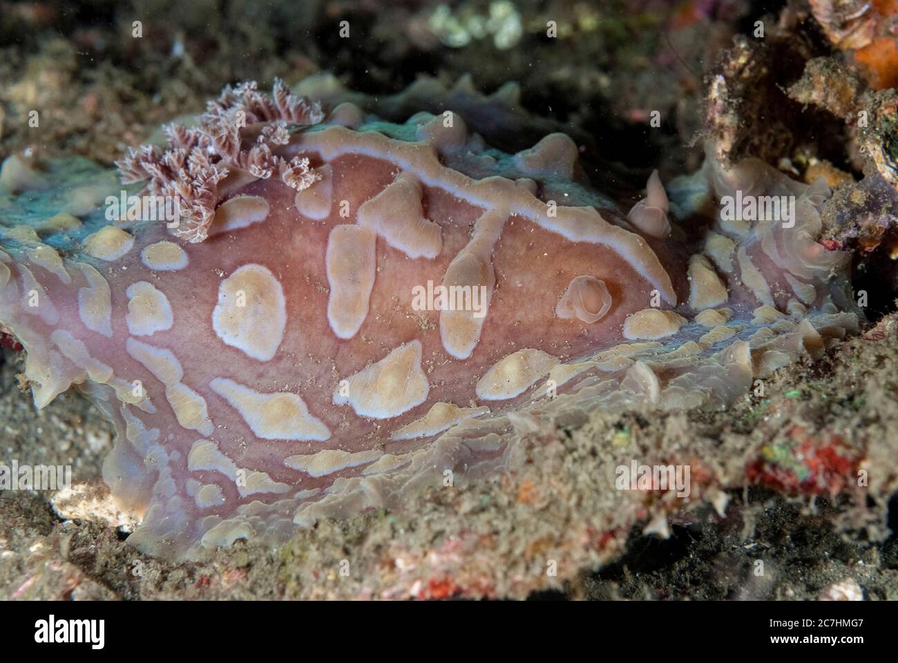 Lumpy Asteronotus nudiranch, Asteronotus cespitosus, immersione notturna, sito di immersione TK1, Lembeh Straits, Sulawesi, Indonesia, Oceano Pacifico Foto Stock