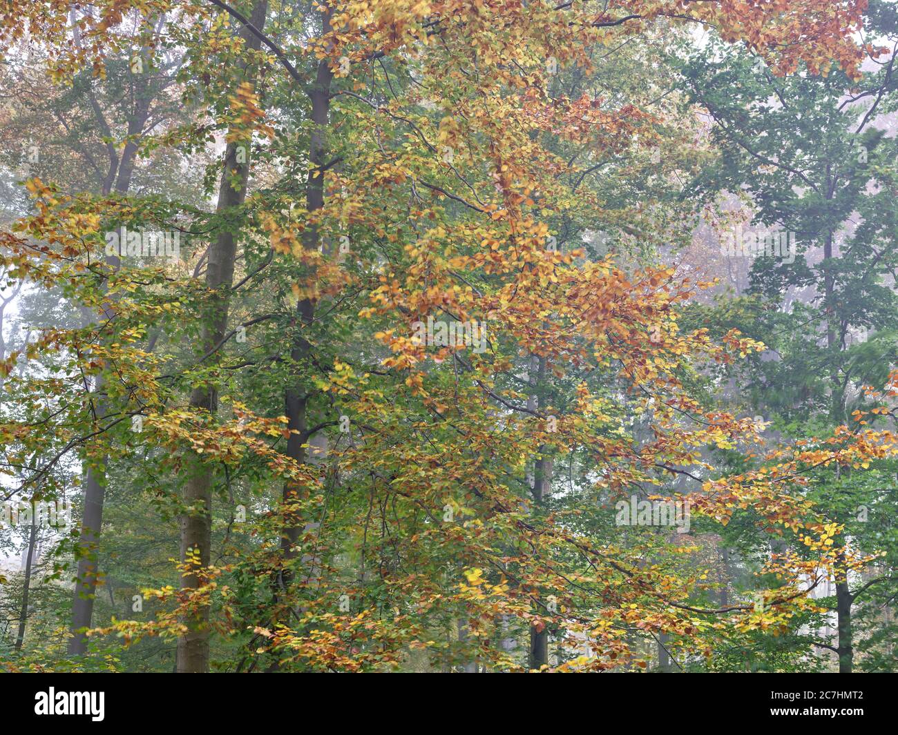 Foresta, foresta d'autunno, umore d'autunno, autunno, nebbia, nebbia d'autunno, foglie d'autunno Foto Stock