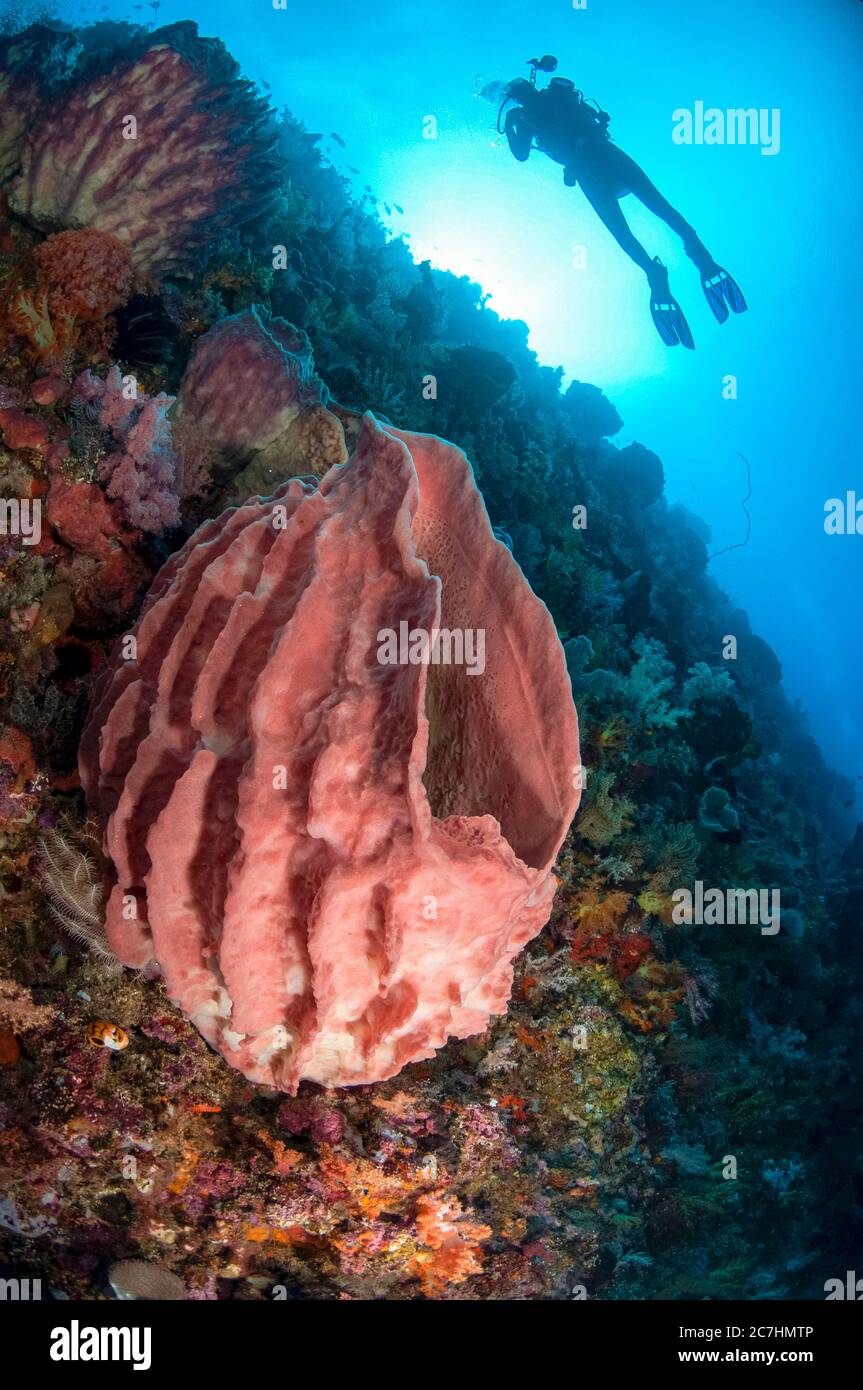 Barel Sponge, Xestospongia testudinaria, con modello rilasciato subacqueo, e sole in background, Tanjung Nukae sito di immersione, Wetar Island, vicino Alor, indonesis Foto Stock